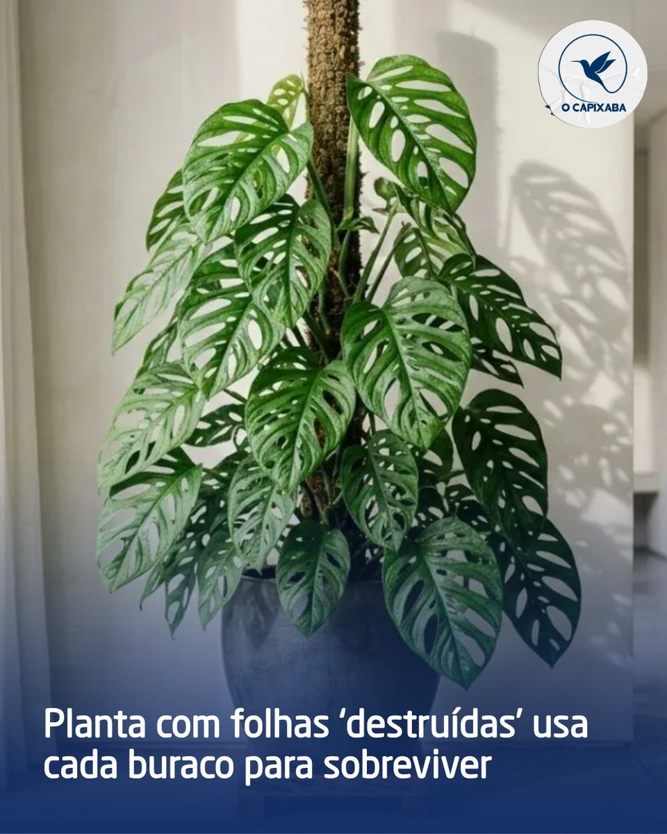 ocapixabaes's tweet photo. A Monstera adansonii é um verdadeiro show de beleza!  Com suas folhas recortadas e vazadas, ela traz um toque tropical para qualquer cantinho. A mágica está em como suas fenestras ajudam na adaptação e saúde da planta

Quer saber como cultivar e deixá-la mais linda?Confira na bio https://t.co/4hDQkbvgxw