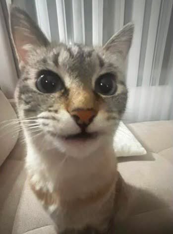 a97558831's tweet photo. Мой Котя https://t.co/L2JxlW6eFF