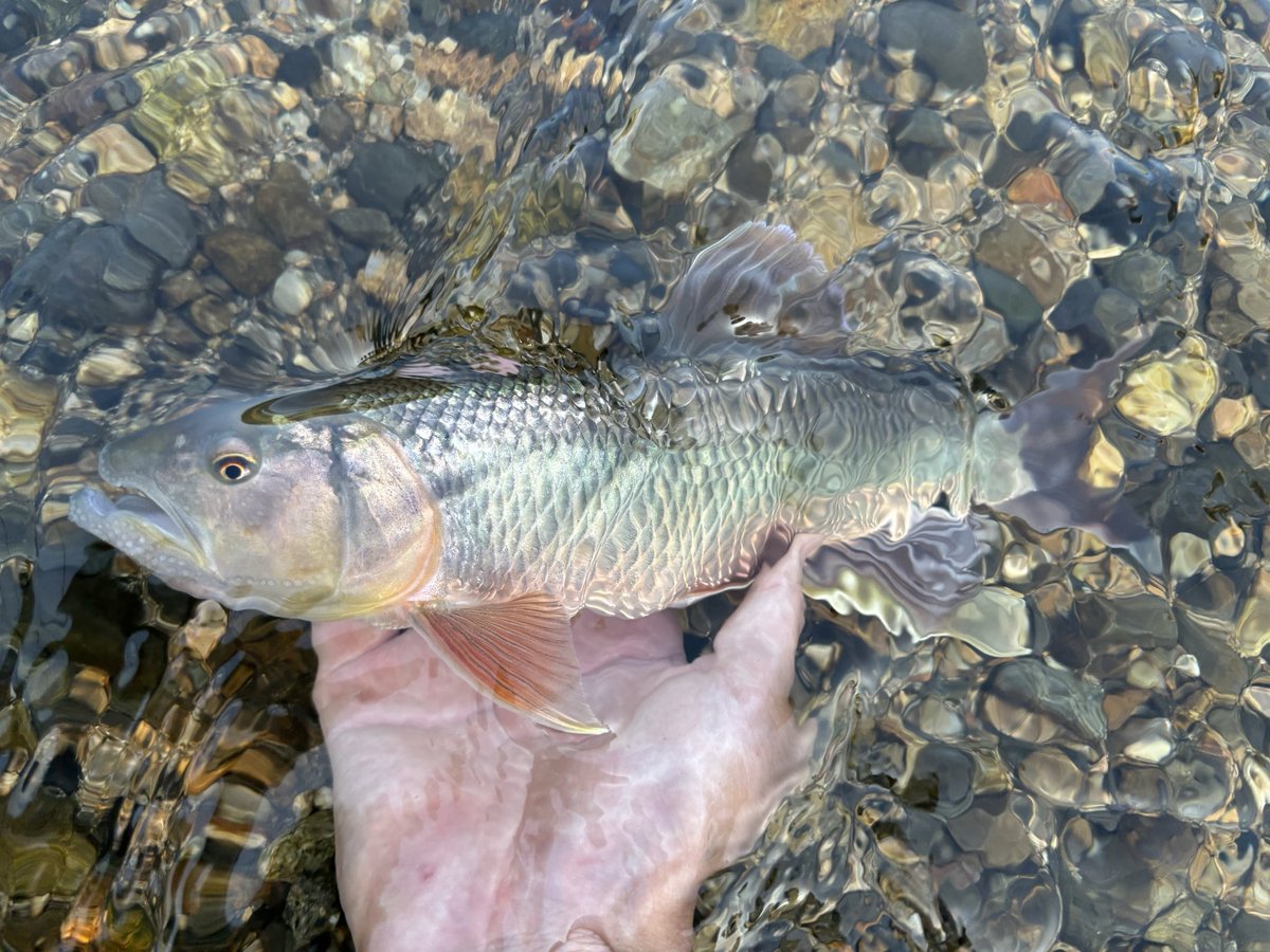 YumaKa10's tweet photo. 7月の魚たち。 https://t.co/91NBBUAcuc