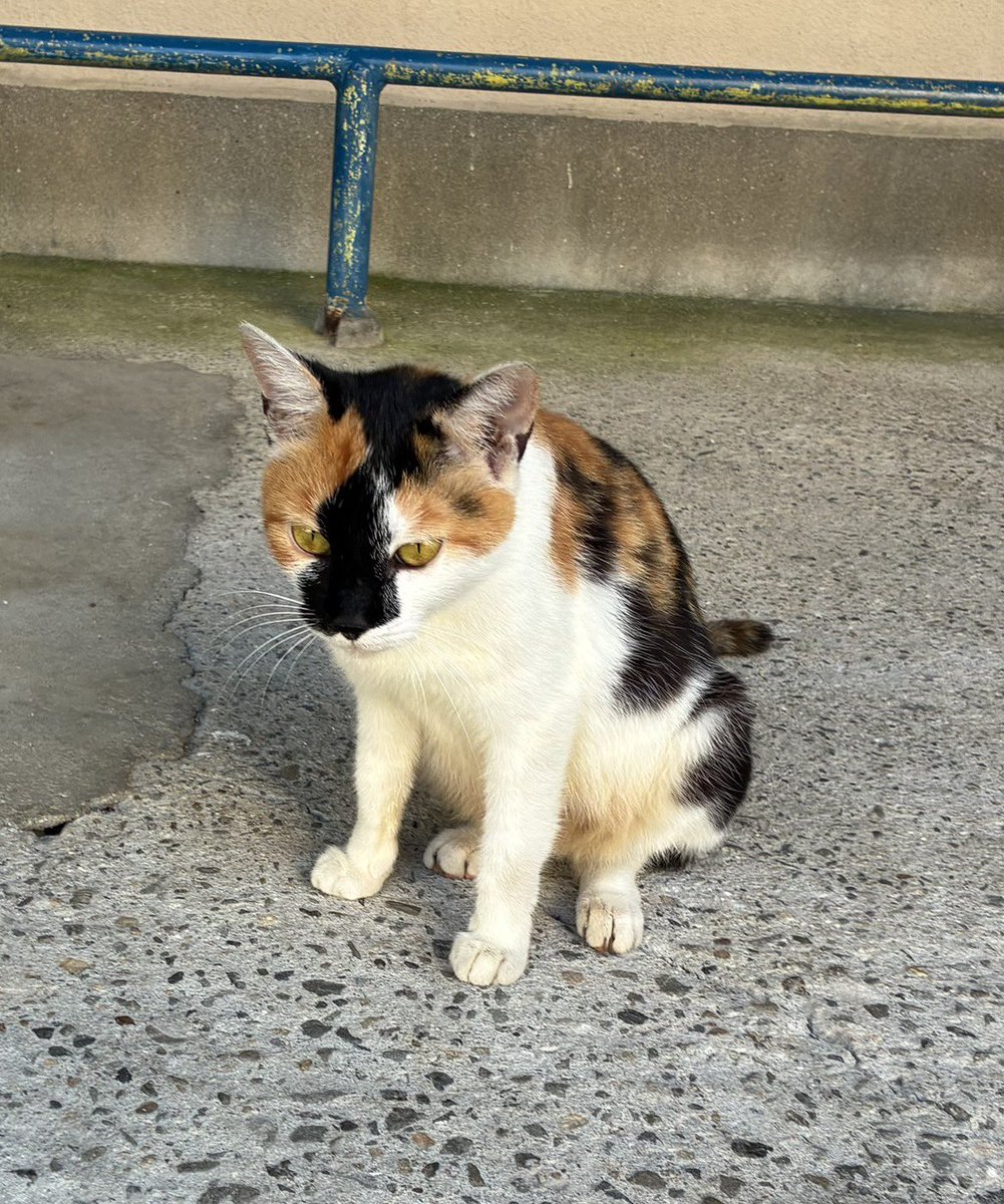 nekonohigurashi's tweet photo. 新入りさんがきてます。急に人慣れした猫が現れて、手術に行くとお腹には赤ちゃんがいました。産ませてあげることはできませんでしたが、ももちゃんは保護されることなりました。いい家族を見つけて、幸せになろう。猫と暮らしたいとお考えの方、里親になっていただけませんか？
#リブライフ譲渡会 https://t.co/QodFlOVtSF