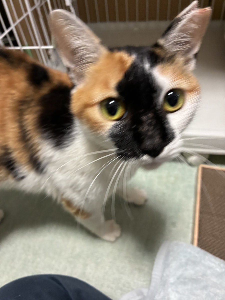 nekonohigurashi's tweet photo. 新入りさんがきてます。急に人慣れした猫が現れて、手術に行くとお腹には赤ちゃんがいました。産ませてあげることはできませんでしたが、ももちゃんは保護されることなりました。いい家族を見つけて、幸せになろう。猫と暮らしたいとお考えの方、里親になっていただけませんか？
#リブライフ譲渡会 https://t.co/QodFlOVtSF