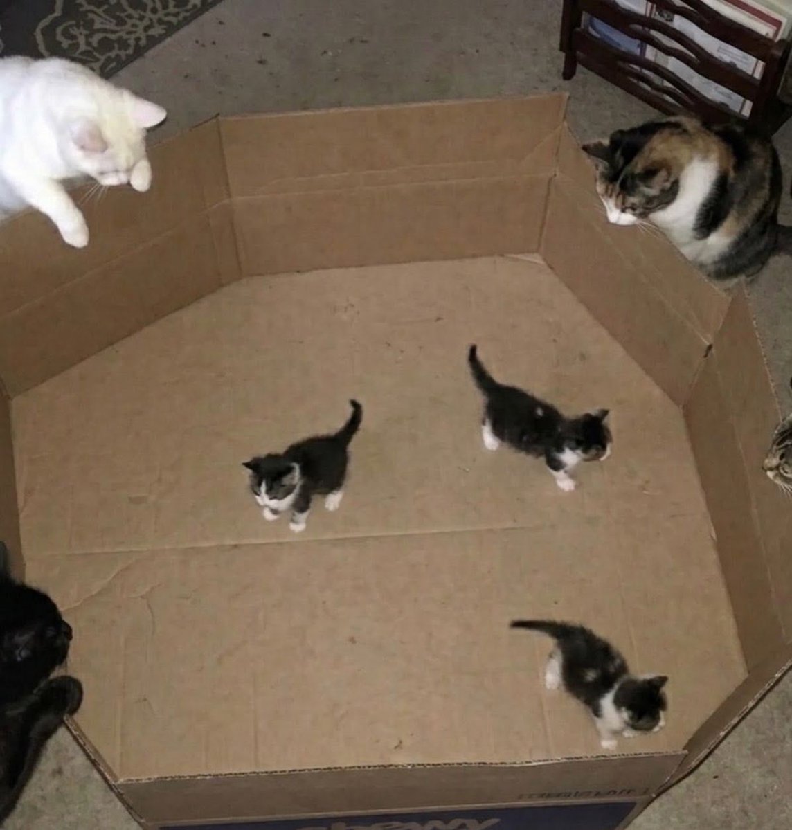 Cats_ooc's tweet photo. https://t.co/9KnLDnYCLJ