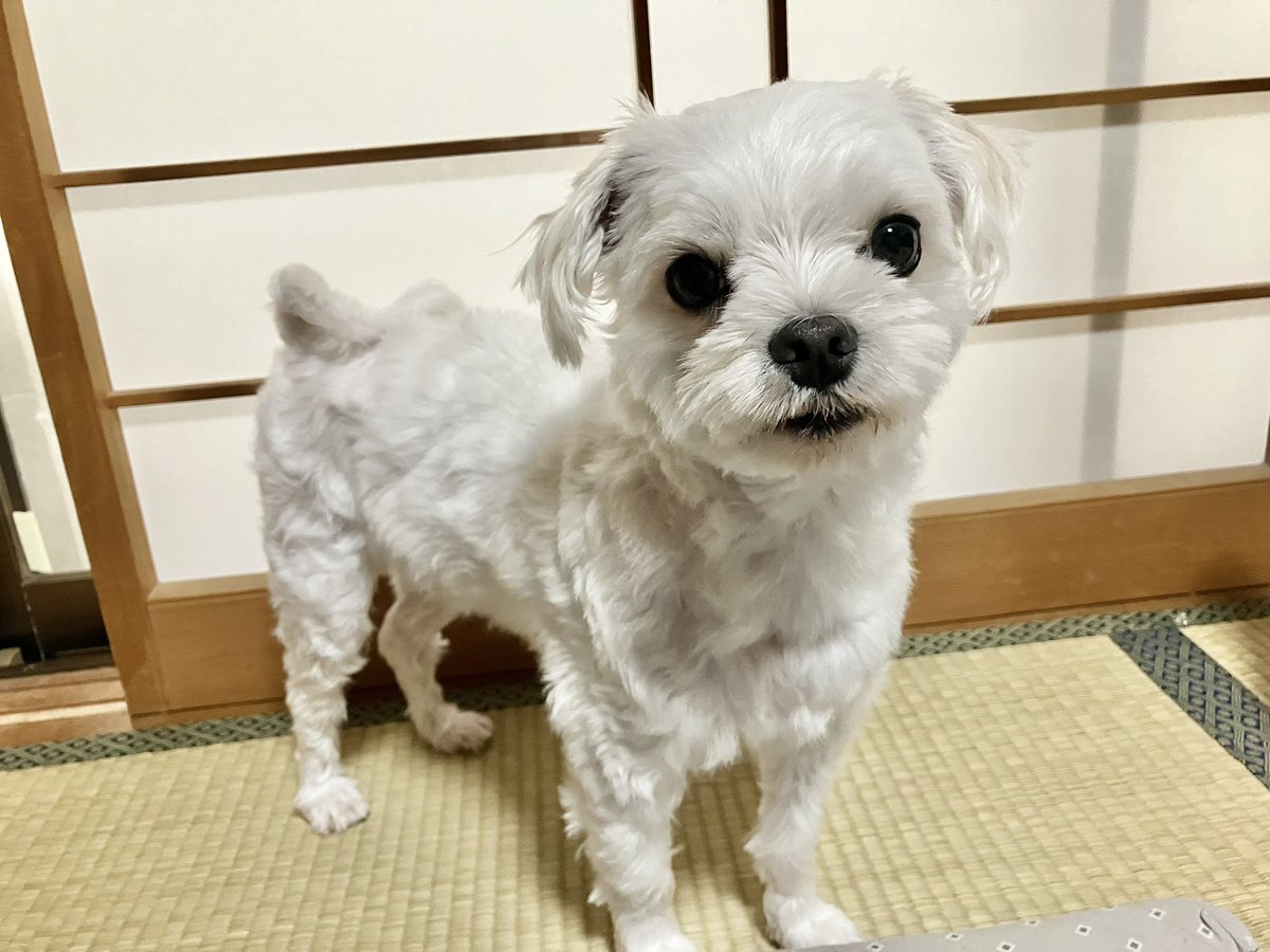 I_need_Omocha's tweet photo. 僕ちんは格別のおりこうさんなのでシャンプーもドライヤーも我慢できるわん
でも報酬はガム一本じゃ割に合わないと思います
#マルチーズ
#犬のいる暮らし https://t.co/EZlc1vn81C