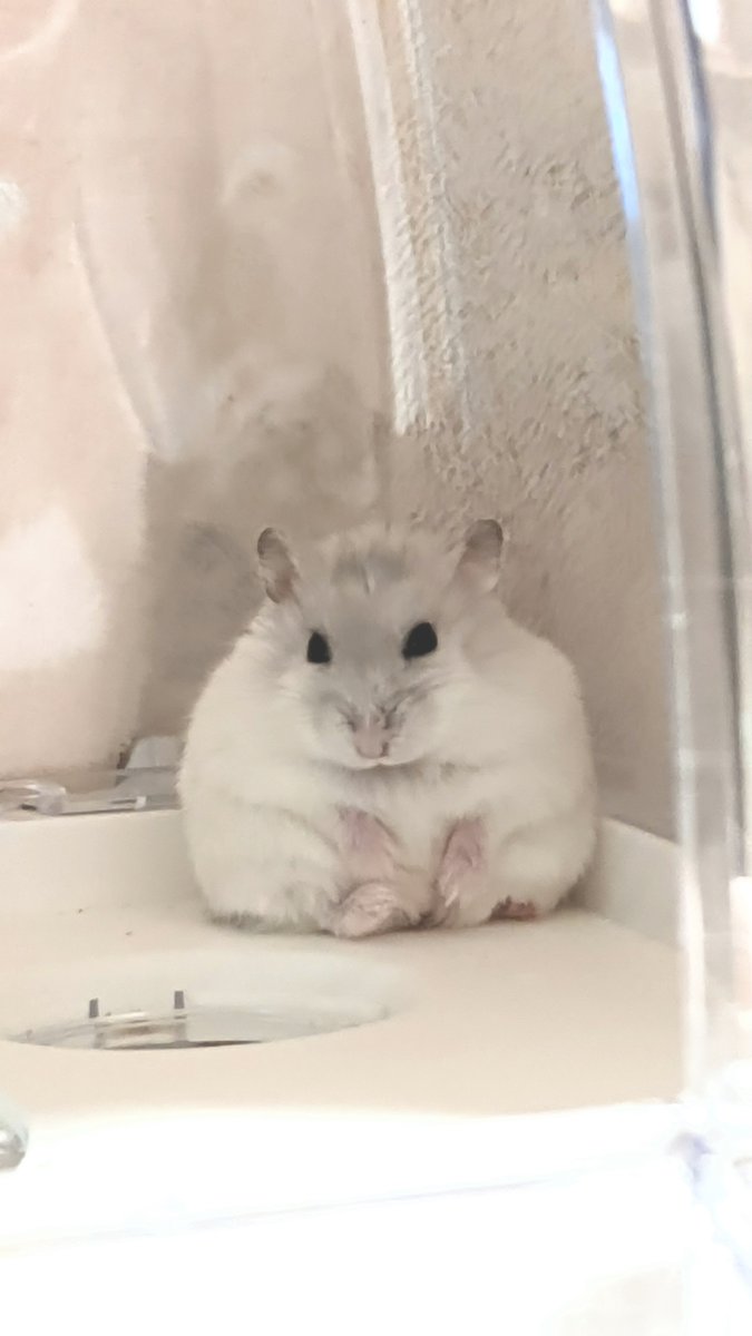 NeolucaPecco's tweet photo. 何もしないをしてるでち🐹 https://t.co/ZkKZHwvsVR