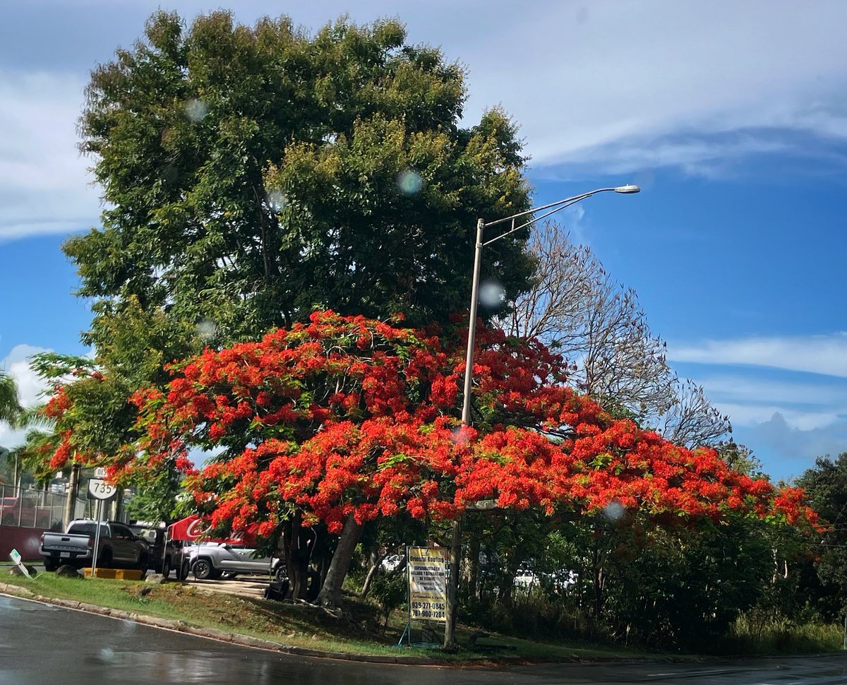 mapascu's tweet photo. #iphoneonly #snapseededit #naturaleza #flamboyán #flamboyanttree https://t.co/9AKWOO8hBI
