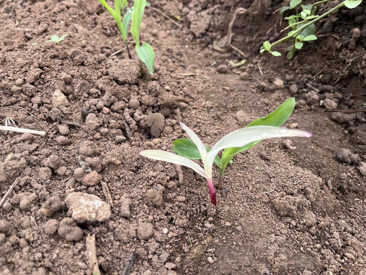 Shalysunny's tweet photo. White maize plant 😳😳
What might be going on here?🤷‍♀️🤷‍♀️ https://t.co/GxSEnXMK8y