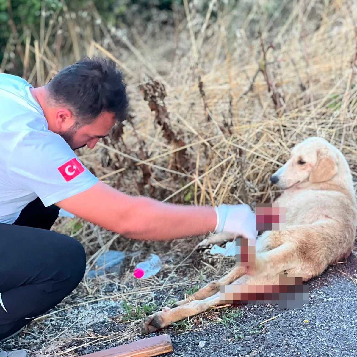 mhahaber_'s tweet photo. Sakarya’da ambulans ekibi, yol ortasında yaralı bulduğu köpeğe kayıtsız kalmayarak tedavi etti. https://t.co/r9G11jT9tH