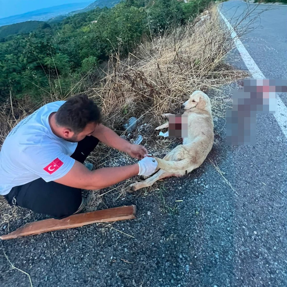 mhahaber_'s tweet photo. Sakarya’da ambulans ekibi, yol ortasında yaralı bulduğu köpeğe kayıtsız kalmayarak tedavi etti. https://t.co/r9G11jT9tH