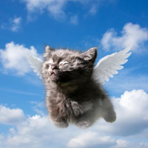 HigherCatSol tweet picture