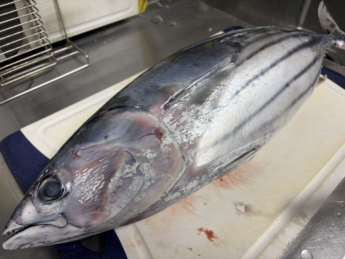 yattun1119's tweet photo. 今日の貰い物②

こらカツオ！ってくらいのインパクトのふくよかさ。

渓流魚と違って捌くの大変だったけど食べたら凄いパンチ力、磯野〜、野球しようぜ〜って言葉に釣られて野球したら近所の雷親父んちの窓割っちゃうくらいかっ飛ばせそうな気がしてきたぜ、ありがとうございます。 https://t.co/5nUVeHNiyB