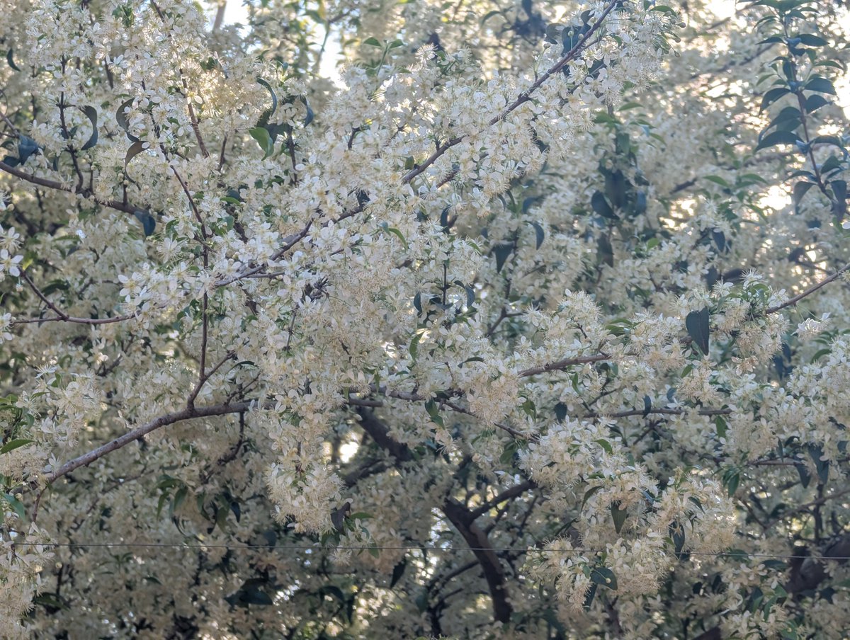 Drunken_Forest's tweet photo. No solamente los lapachos estan en floracion! Tambien en esta epoca acompaña el aromatico Ñangapiry (Eugenia uniflora) que produce una abundante cosecha de frutos dispersados por las aves. https://t.co/PkqlNCtQQw