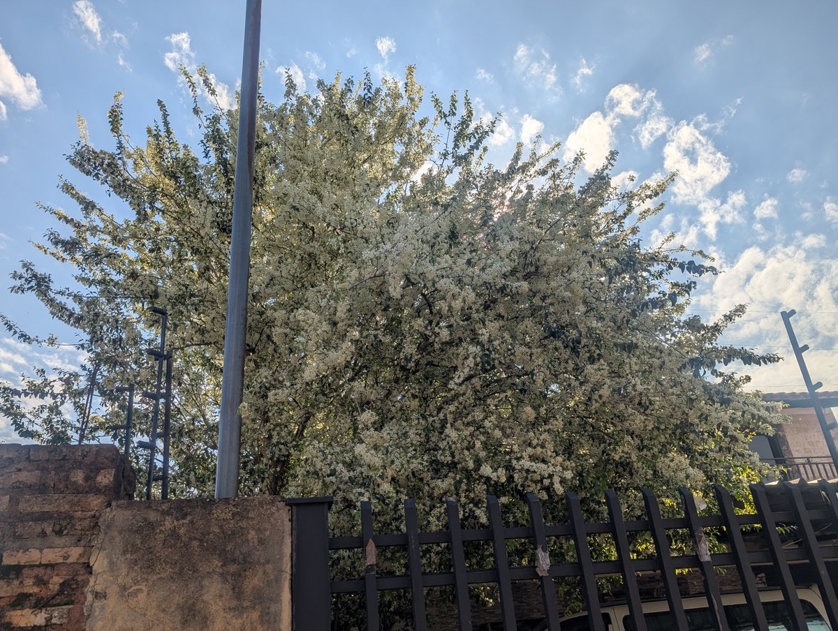 Drunken_Forest's tweet photo. No solamente los lapachos estan en floracion! Tambien en esta epoca acompaña el aromatico Ñangapiry (Eugenia uniflora) que produce una abundante cosecha de frutos dispersados por las aves. https://t.co/PkqlNCtQQw
