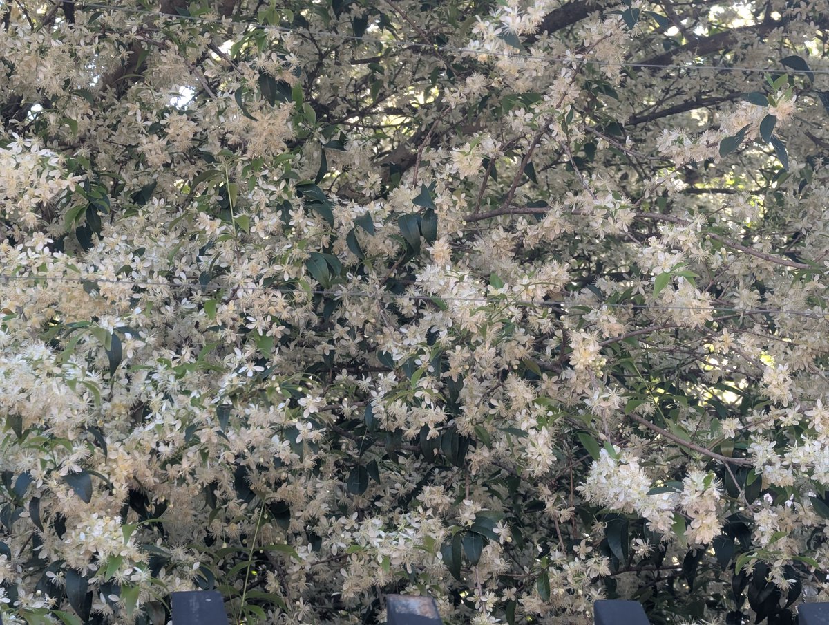 Drunken_Forest's tweet photo. No solamente los lapachos estan en floracion! Tambien en esta epoca acompaña el aromatico Ñangapiry (Eugenia uniflora) que produce una abundante cosecha de frutos dispersados por las aves. https://t.co/PkqlNCtQQw