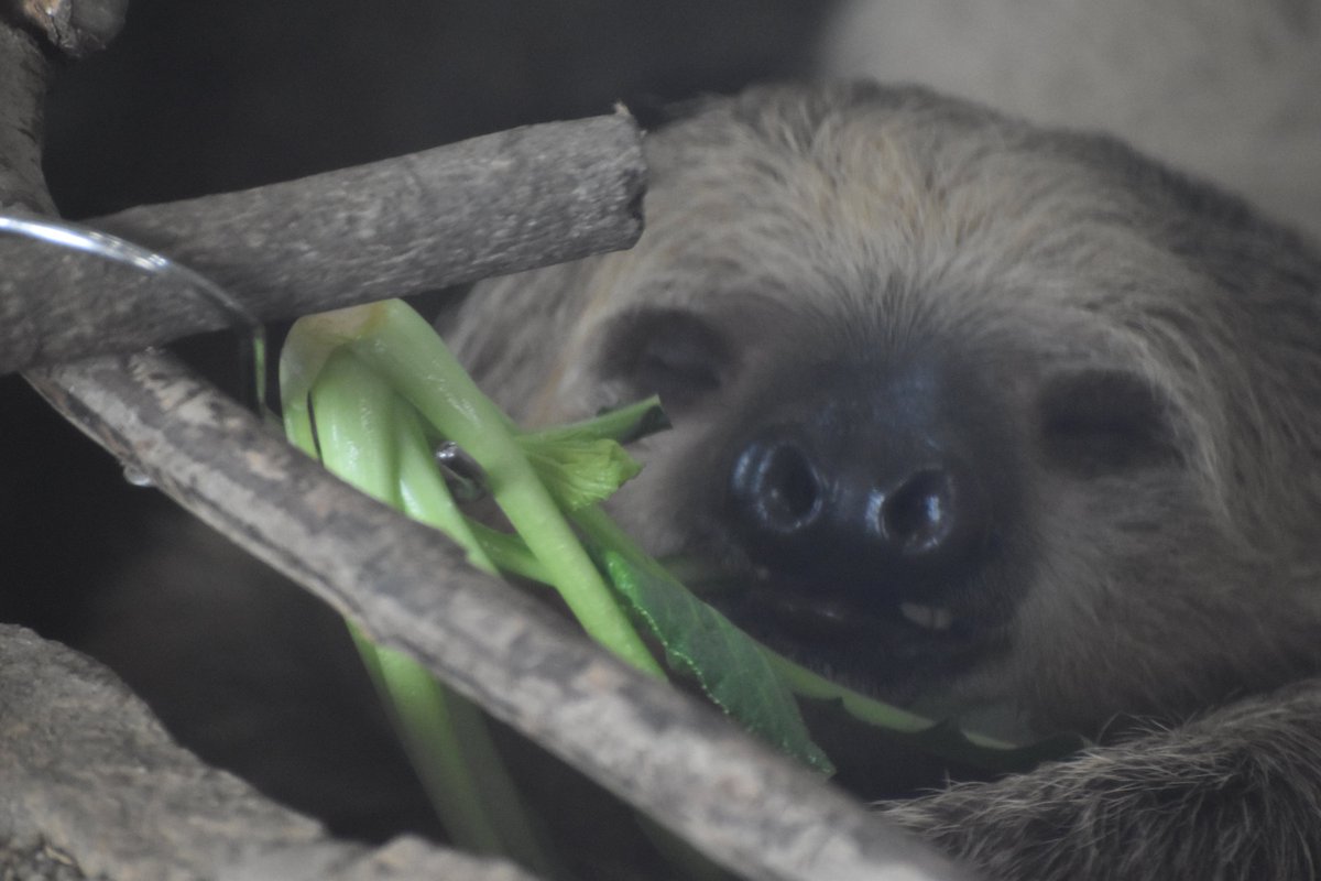 ナマケモノ研究所(The sloth research center)🦥 (@sametyphoon