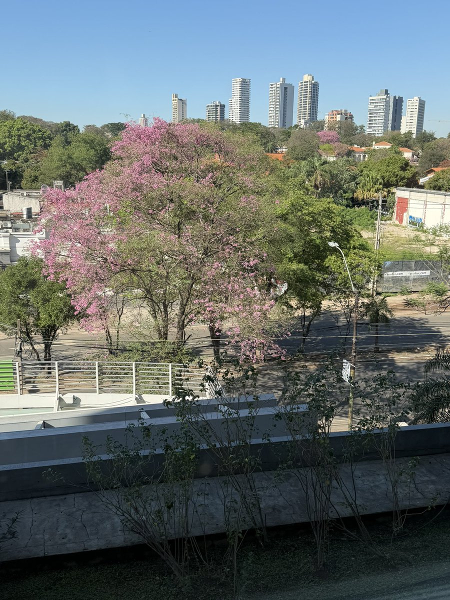 CarlosMaslaton's tweet photo. Al mango esta mañana en Asunción con polcas paraguayas. El arpa resonando llega a lo más profundo de mis sentimientos americanos. https://t.co/rDKpzFmg4m