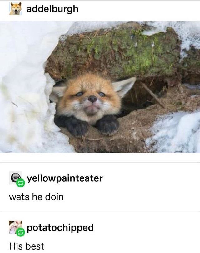 F0xXWild tweet picture