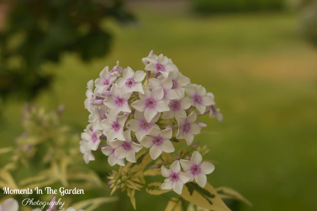 MomentsintheG's tweet photo. Pre evacuation. Lovely to see my variegated phlox blooming. Always like plants that contrast well with other perennials in the garden. #phlox #perennial #variegatedphlox #momentsinthegardenphotography https://t.co/lKtjLzRwMm