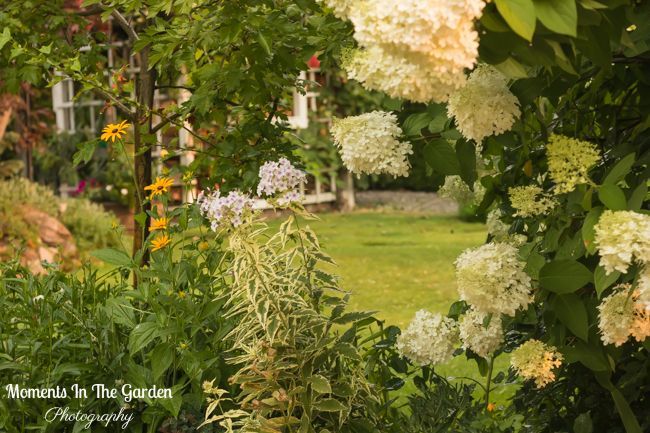 MomentsintheG's tweet photo. Pre evacuation. Lovely to see my variegated phlox blooming. Always like plants that contrast well with other perennials in the garden. #phlox #perennial #variegatedphlox #momentsinthegardenphotography https://t.co/lKtjLzRwMm