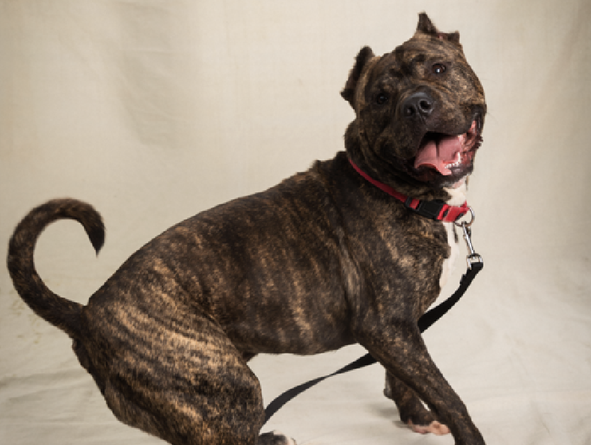 adoptadog39's tweet photo. Don’t forget these 5 #LongStays !
They are wonderful, loving dogs that have been patiently waiting for someone to notice them. They deserve to FINALLY be outta here onto someone’s lap!
Let’s find them good homes 💙🐾
#nycACC #NYC #NewYork
#adopt #foster #rescuedogs https://t.co/UMeHbcrwXz