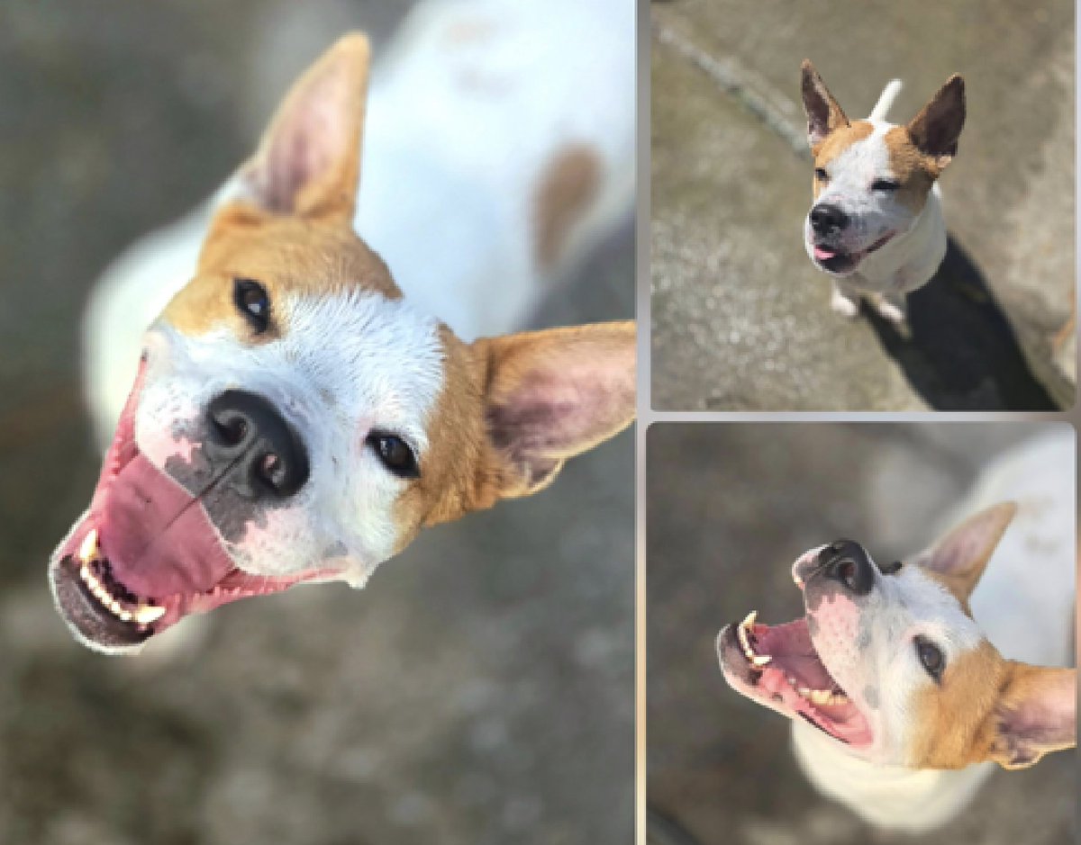 adoptadog39's tweet photo. Don’t forget these 5 #LongStays !
They are wonderful, loving dogs that have been patiently waiting for someone to notice them. They deserve to FINALLY be outta here onto someone’s lap!
Let’s find them good homes 💙🐾
#nycACC #NYC #NewYork
#adopt #foster #rescuedogs https://t.co/UMeHbcrwXz