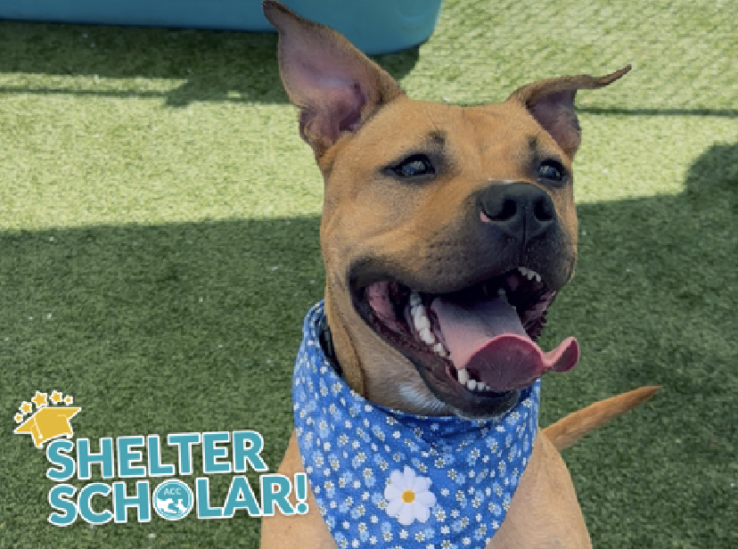 adoptadog39's tweet photo. Don’t forget these 5 #LongStays !
They are wonderful, loving dogs that have been patiently waiting for someone to notice them. They deserve to FINALLY be outta here onto someone’s lap!
Let’s find them good homes 💙🐾
#nycACC #NYC #NewYork
#adopt #foster #rescuedogs https://t.co/UMeHbcrwXz