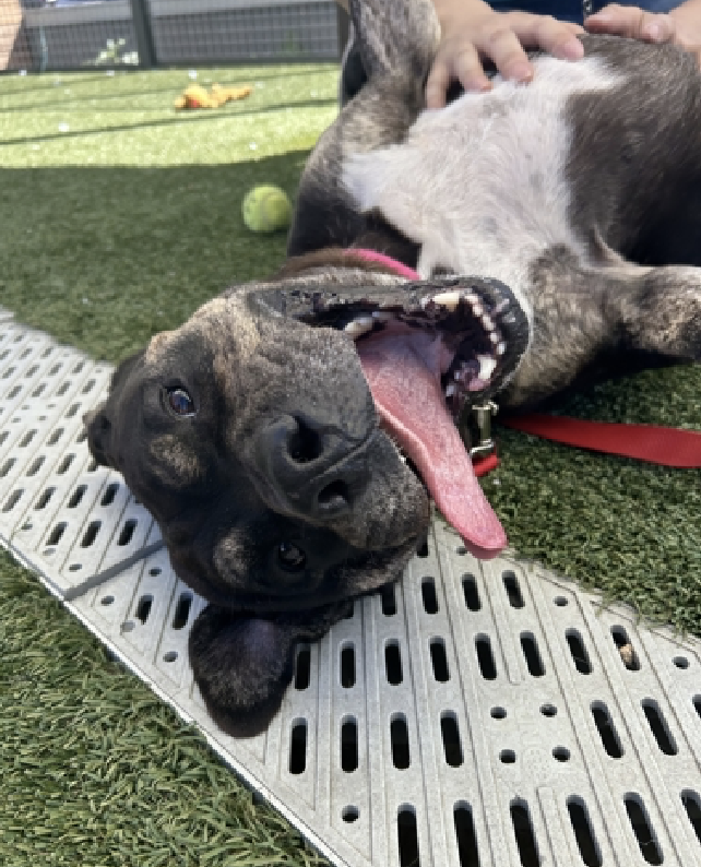 adoptadog39's tweet photo. Don’t forget these 5 #LongStays !
They are wonderful, loving dogs that have been patiently waiting for someone to notice them. They deserve to FINALLY be outta here onto someone’s lap!
Let’s find them good homes 💙🐾
#nycACC #NYC #NewYork
#adopt #foster #rescuedogs https://t.co/UMeHbcrwXz
