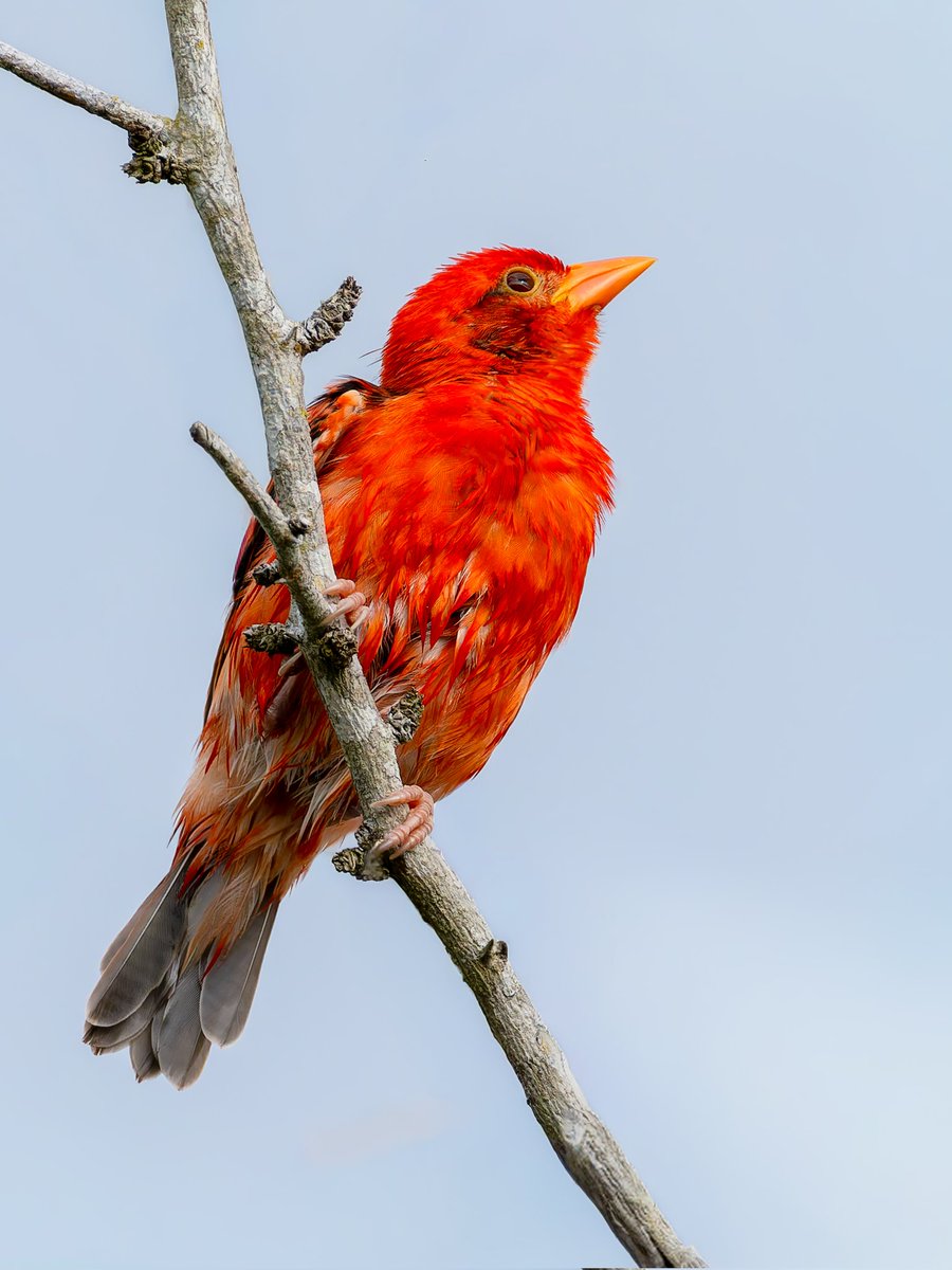 Kenyabirder's tweet photo. FOUND: Red Weaver in Boni Forest Lamu. This bird was last seen and reported in 2014. No photo existed until I took this photo on 3rd July 2026 https://t.co/Cda3rKPMlC