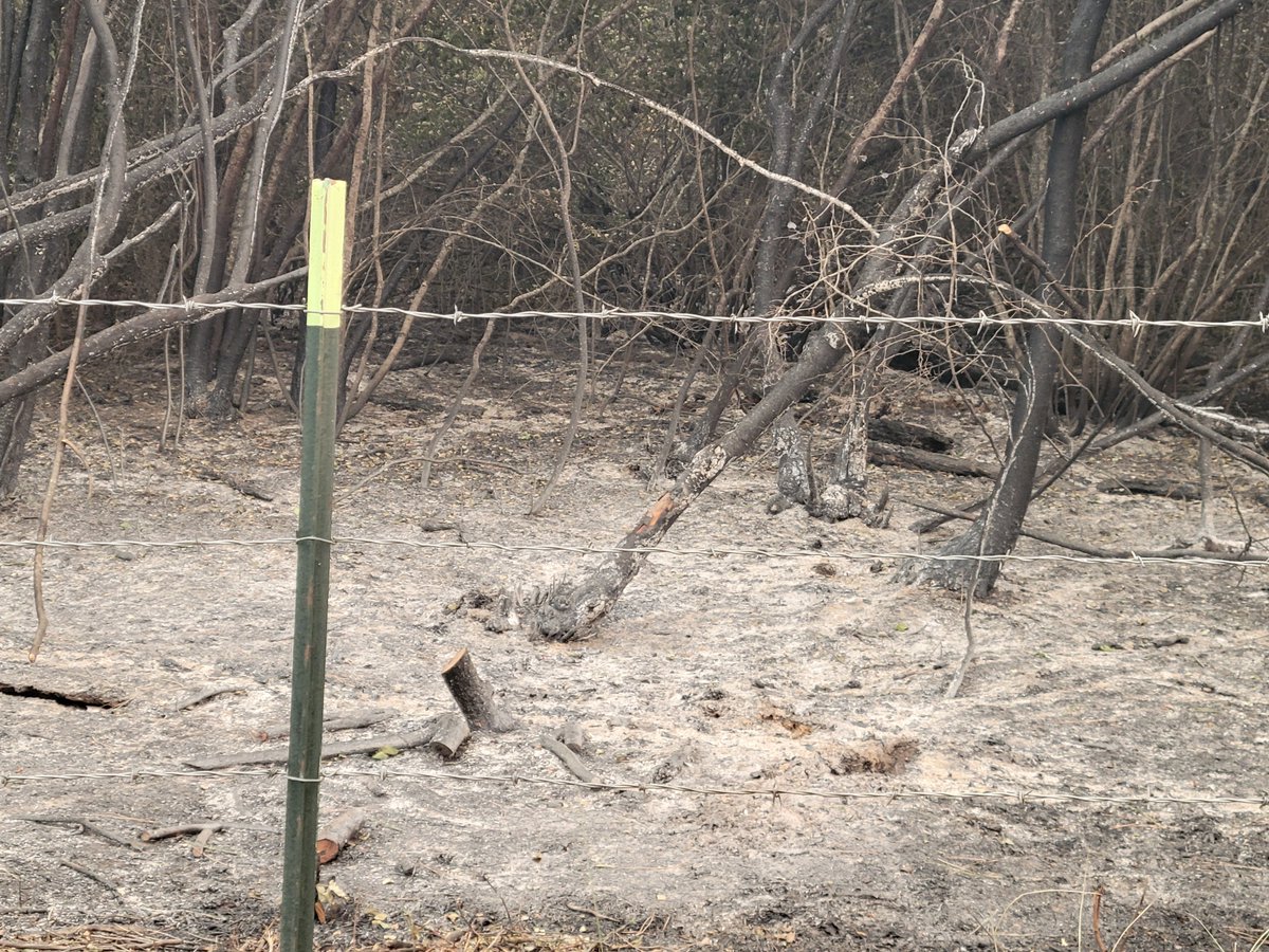 carmenpeone's tweet photo. flames burned white ash hot
doused by fire hose, water
smell of smoke lingers
#haiku #modritefire #hope https://t.co/ZpvcjEMpQo