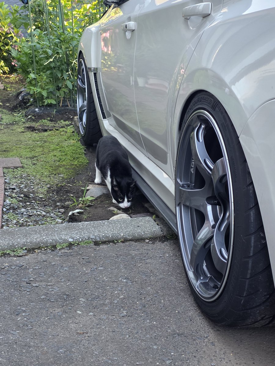 EJ25WRX_IMPREZE's tweet photo. DAVANTI  PROTOURA RACE 履いて１ヶ月なるけど

・シバタイヤよりロードノイズ低い
・シバタイヤより圧倒的に安い
・排水性良くて雨の日も安心
・パターンがカッコイイ
・溝が深くて耐久性も良し
・横のグリップがしっかりしてる

265/35R18がワンセットで6万でこの性能は破格だと思う
(次もまた買う) https://t.co/XfaISo6BQz