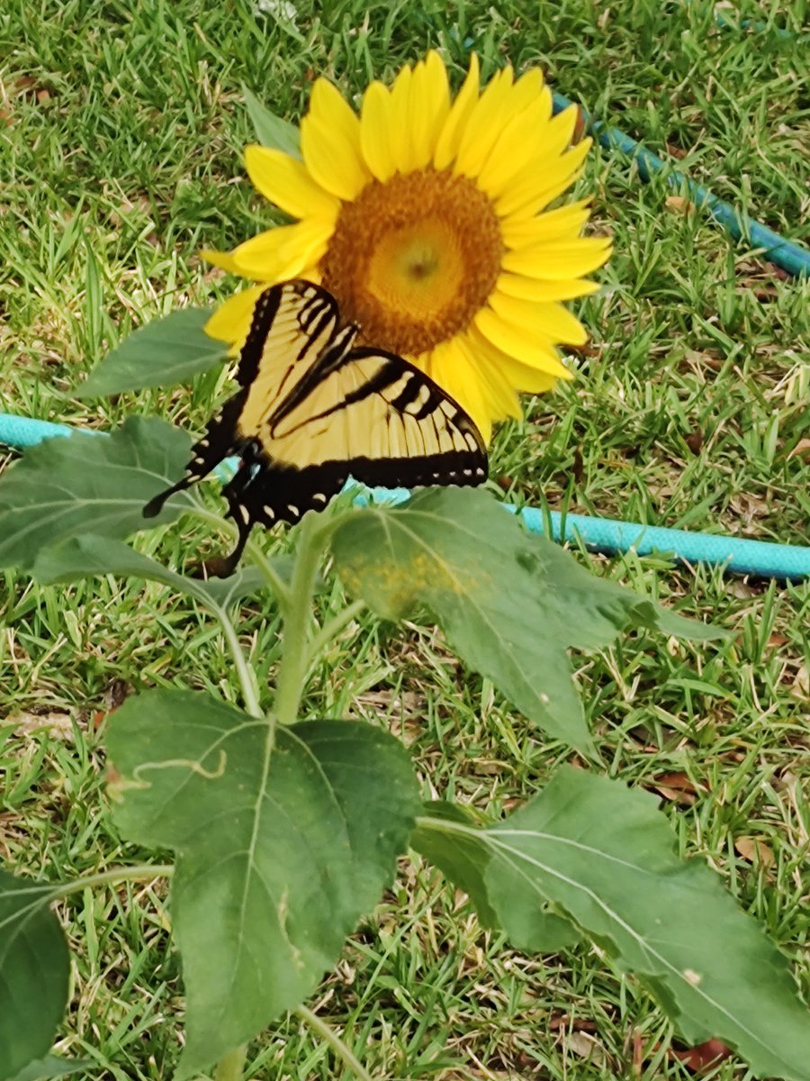 Lc2015Nancy's tweet photo. I had a visitor this morning 😊 https://t.co/R7mx1avZZC