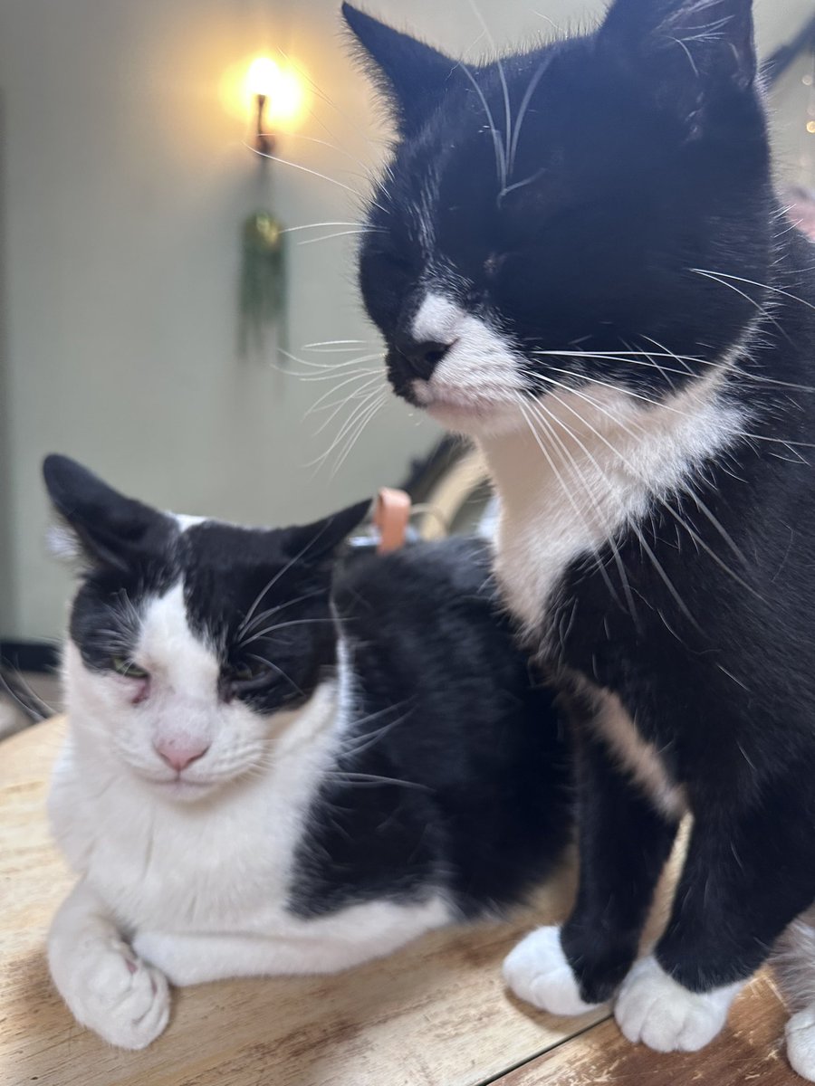 Pawsandclaws99's tweet photo. Jerry, Bruno and Patches ❤️#cats https://t.co/J4j4yFAATC