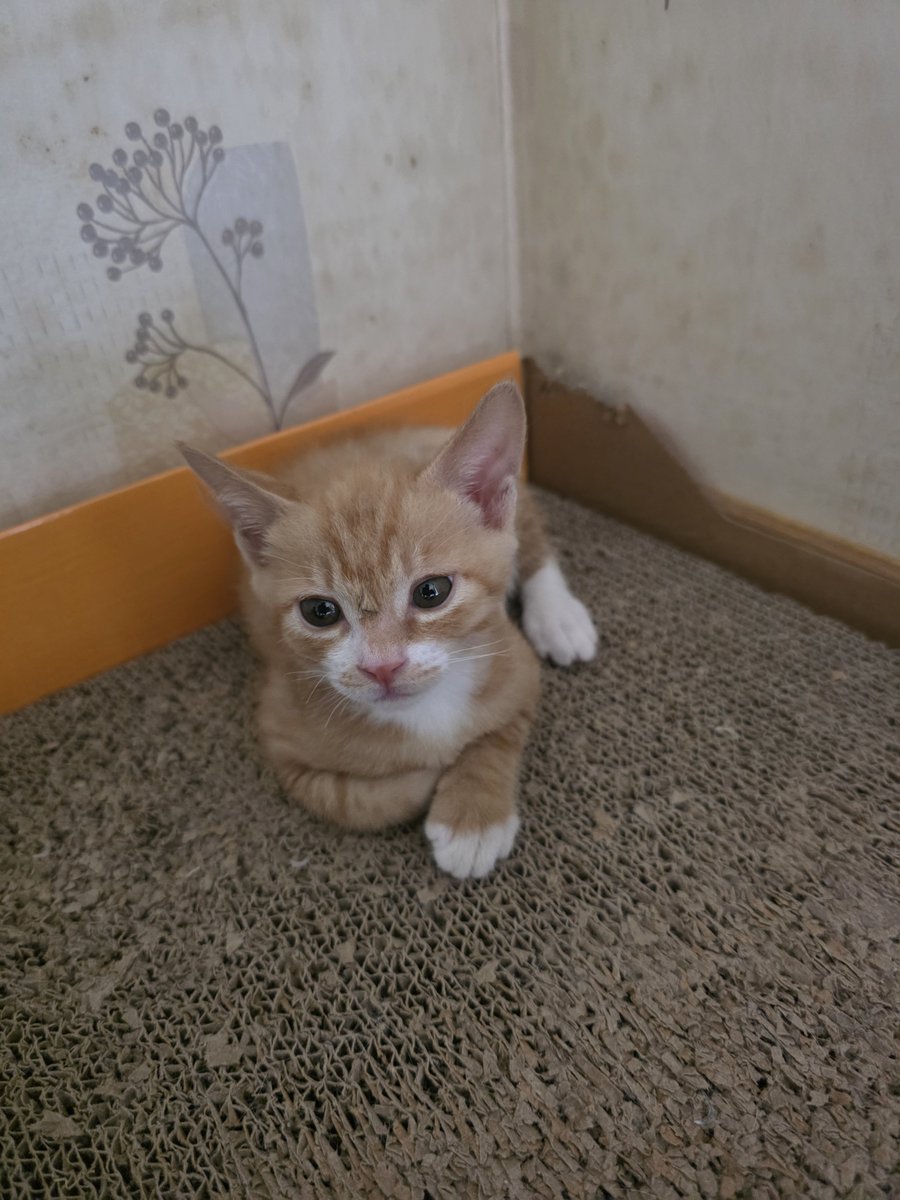 chochocho1909's tweet photo. 감자 많이 켰어요 ~~고양이 이죠^^ https://t.co/V6RvOD5J12