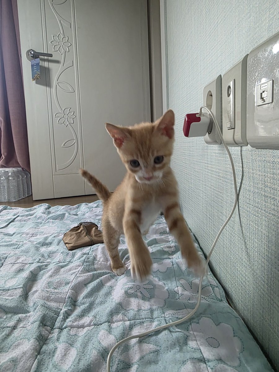 chochocho1909's tweet photo. 감자 많이 켰어요 ~~고양이 이죠^^ https://t.co/V6RvOD5J12