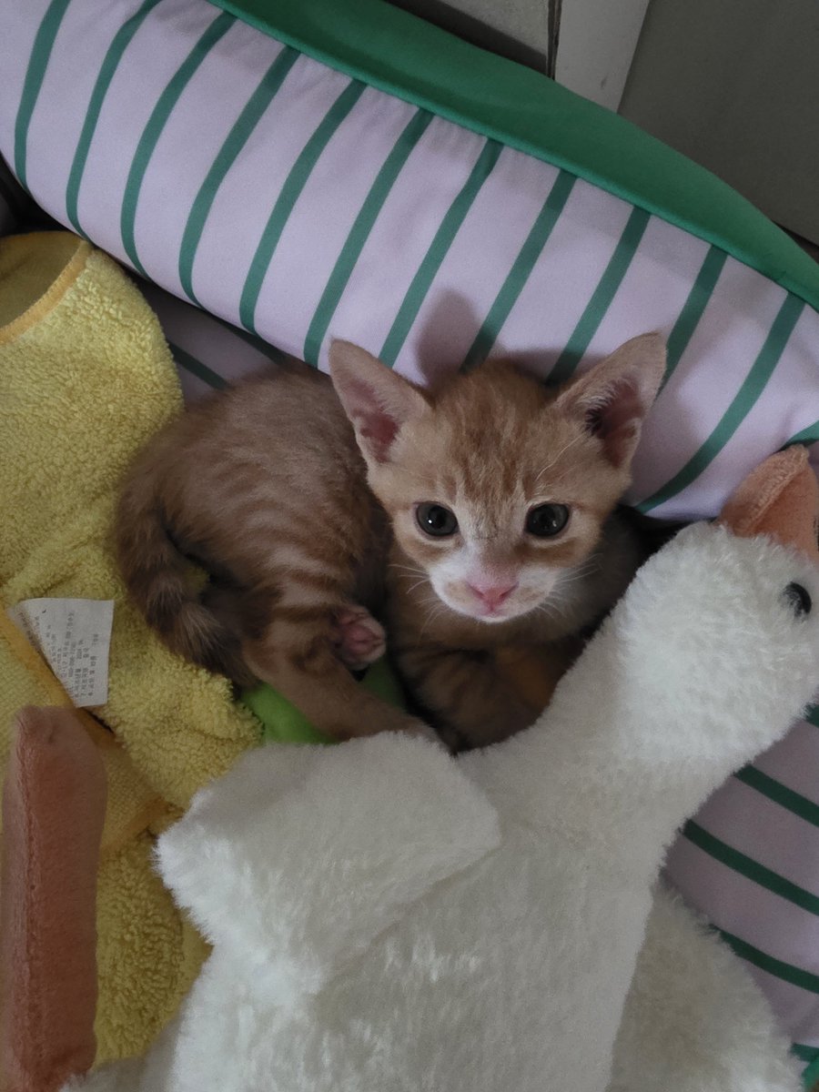 chochocho1909's tweet photo. 감자 많이 켰어요 ~~고양이 이죠^^ https://t.co/V6RvOD5J12