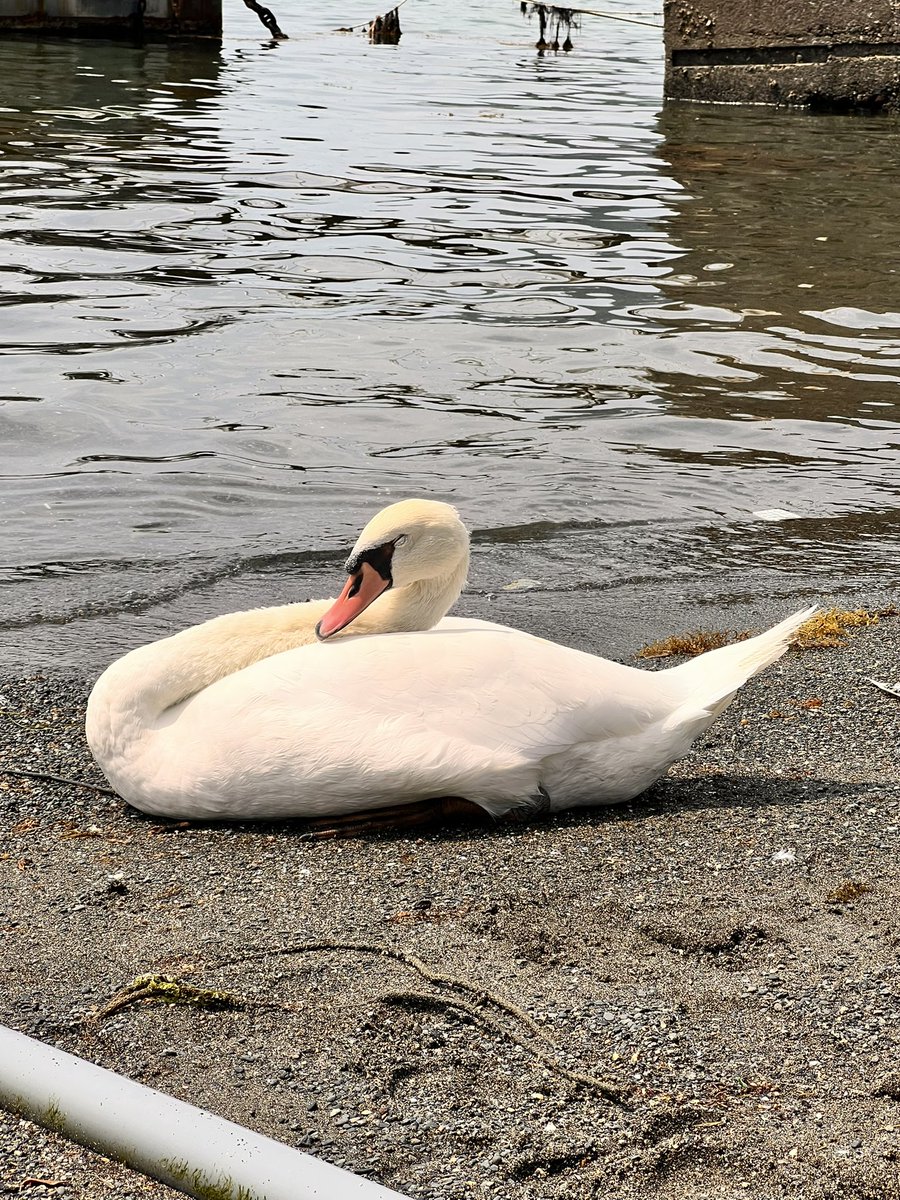 rkpn_e's tweet photo. 三津海水浴場のアイドル🦢
眠たそうやなーって見てたら目の前で💤

(8/2) https://t.co/OcmsWOjlPO