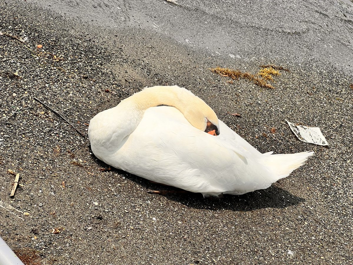 rkpn_e's tweet photo. 三津海水浴場のアイドル🦢
眠たそうやなーって見てたら目の前で💤

(8/2) https://t.co/OcmsWOjlPO