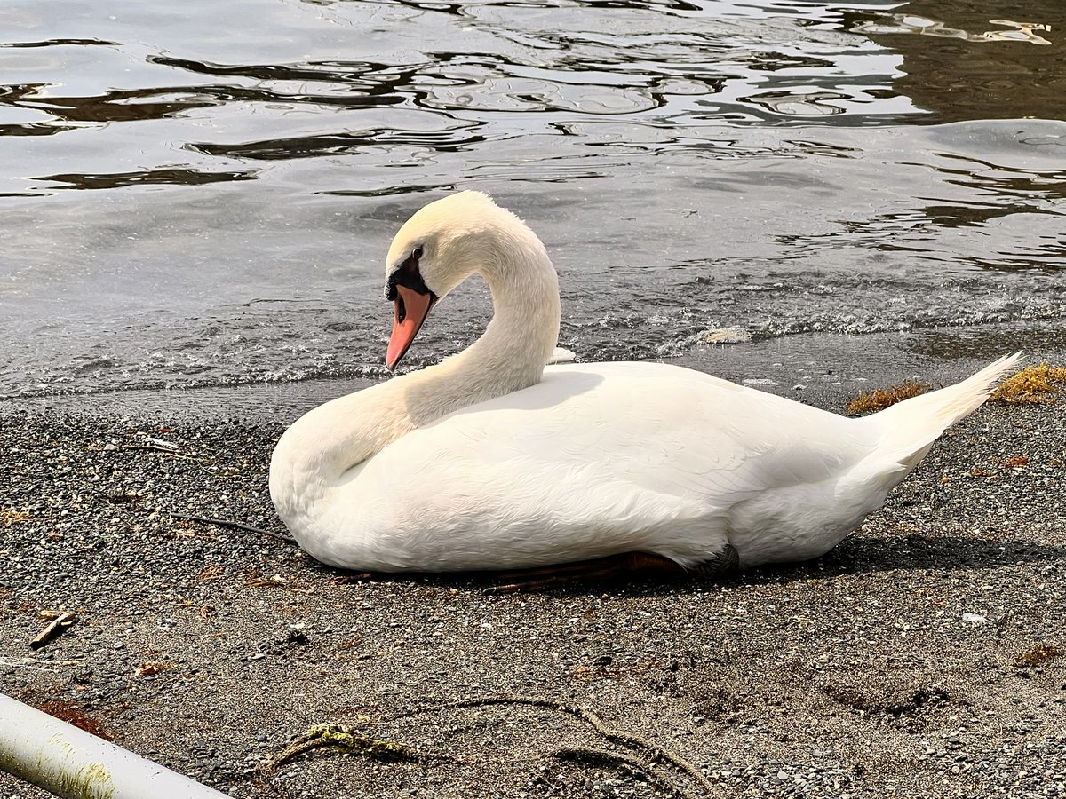 rkpn_e's tweet photo. 三津海水浴場のアイドル🦢
眠たそうやなーって見てたら目の前で💤

(8/2) https://t.co/OcmsWOjlPO