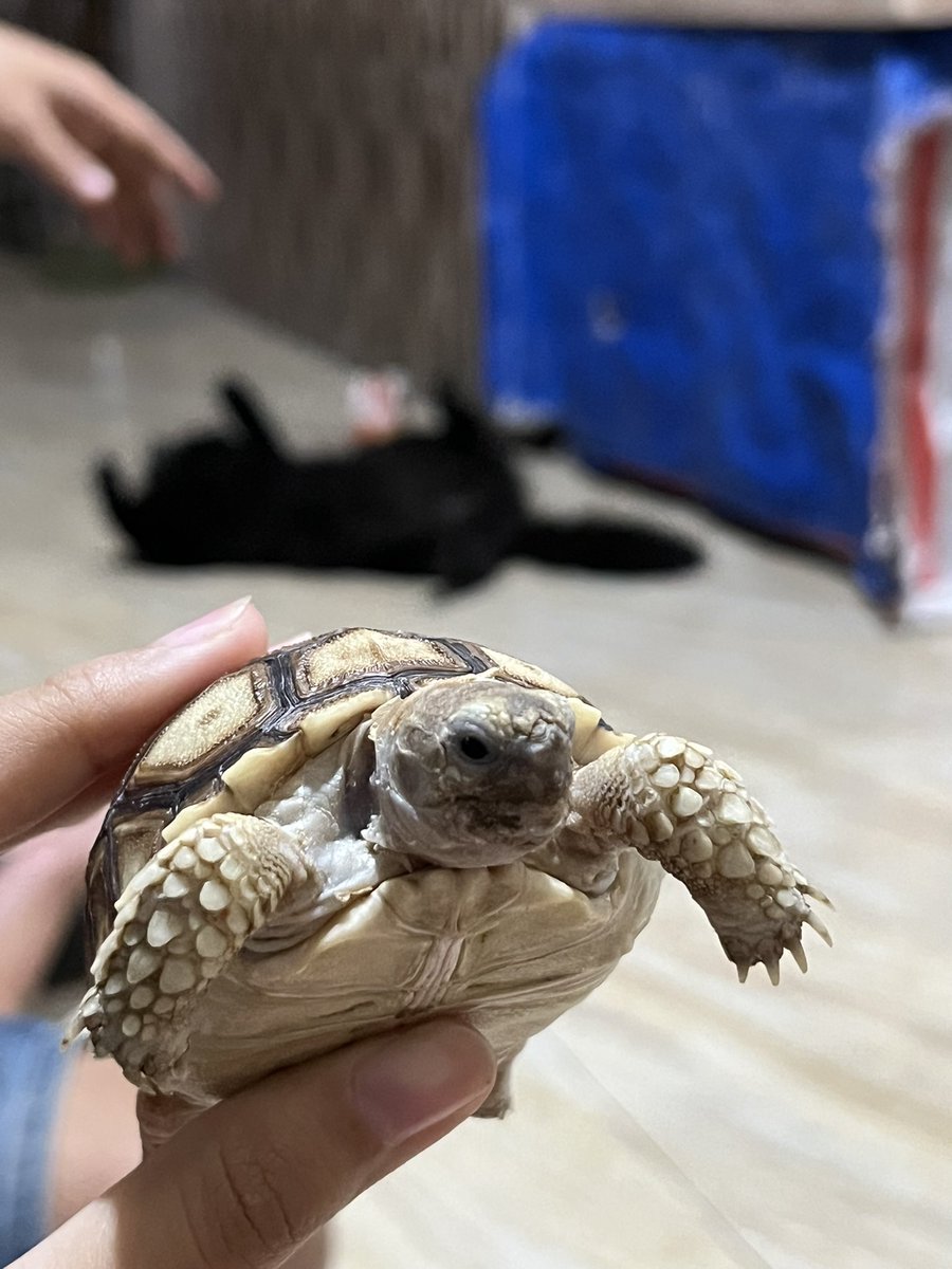 litasznn's tweet photo. KAYA LIAT JUJU JIR 🐢🐢 hm itu yg item dibelakang caper https://t.co/1igVN7jc7M