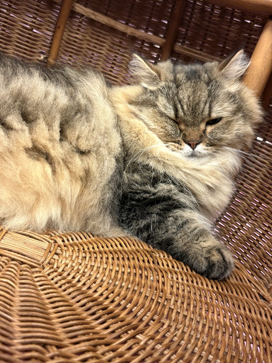unknown_kymy's tweet photo. 居酒屋行って推し猫会いに行って人生初メイドリーミー行って〆の麺食った幸 https://t.co/sS1EATW7w3