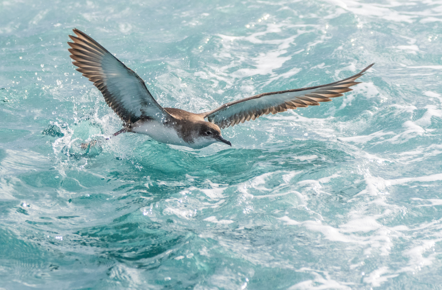 EU_MARE's tweet photo. Five ways Europe is restoring marine nature: 
 
🌱 Seagrass recovery 
🌿 Kelp restoration 
🪸 Coral work 
🕸️ Ghost-gear removal 
🤝 Cooperation with fishers 
 
Different ecosystems, practical solutions and one shared goal: helping the sea recover:https://t.co/Vivr2XM2yQ https://t.co/Gr0m9jYqjM