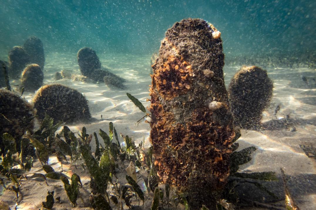 EU_MARE's tweet photo. Five ways Europe is restoring marine nature: 
 
🌱 Seagrass recovery 
🌿 Kelp restoration 
🪸 Coral work 
🕸️ Ghost-gear removal 
🤝 Cooperation with fishers 
 
Different ecosystems, practical solutions and one shared goal: helping the sea recover:https://t.co/Vivr2XM2yQ https://t.co/Gr0m9jYqjM