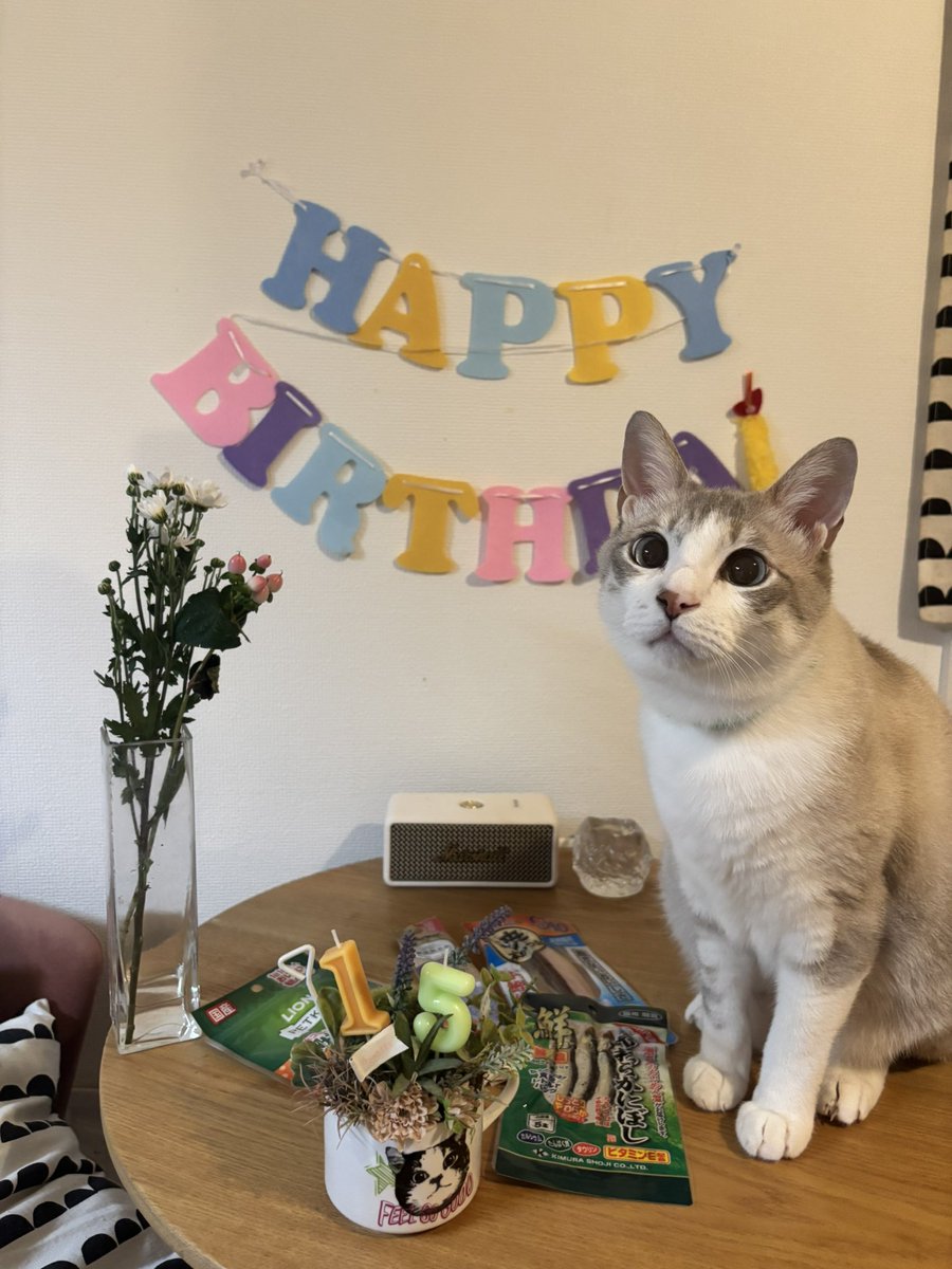 kumamondaigaku's tweet photo. 【重要】今日はぼくちゃんの誕生日にゃ😽🎊🎂

ぼくちゃん、保健所猫やったとけど
にゃが生きしちゃってるにゃ‼️

みにゃさんに愛されて、幸せにゃ♡
学生・卒業生しゃん、先日はちゅ〜るをありがとうにゃ😽🐟

ぼくちゃんのさらにゃる活躍に期待しろにゃ😽👍

#ねこ部 #猫 https://t.co/VhTEd5Hq9c