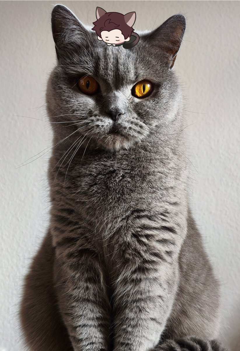 Scarlettxt3s's tweet photo. Meet my lovely baby Nami! I'm really excited to share her 💛

She sure as hell also wants Valko back 😌

#NoValkoNoMoney #BringValkoBack
#全世界都爱敖尹 https://t.co/EyLvQFr6fq