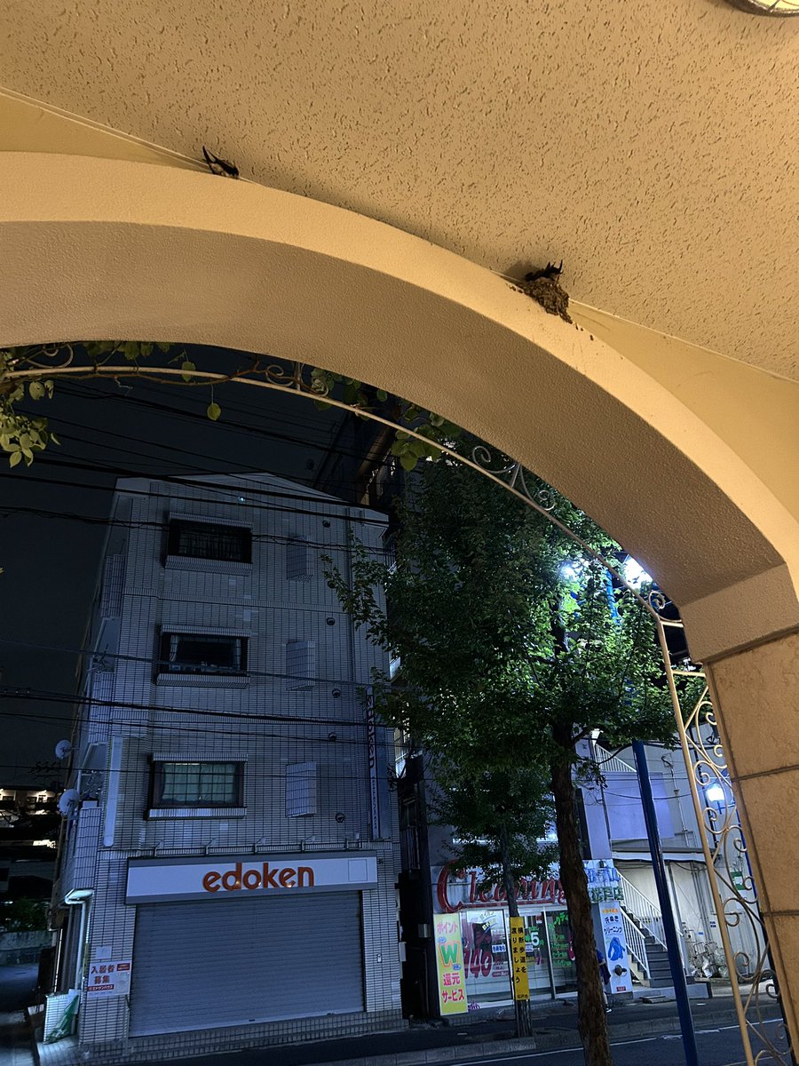 cobalt_falcon's tweet photo. 燕は幸運の象徴だ！ https://t.co/y0hOSYP7iU