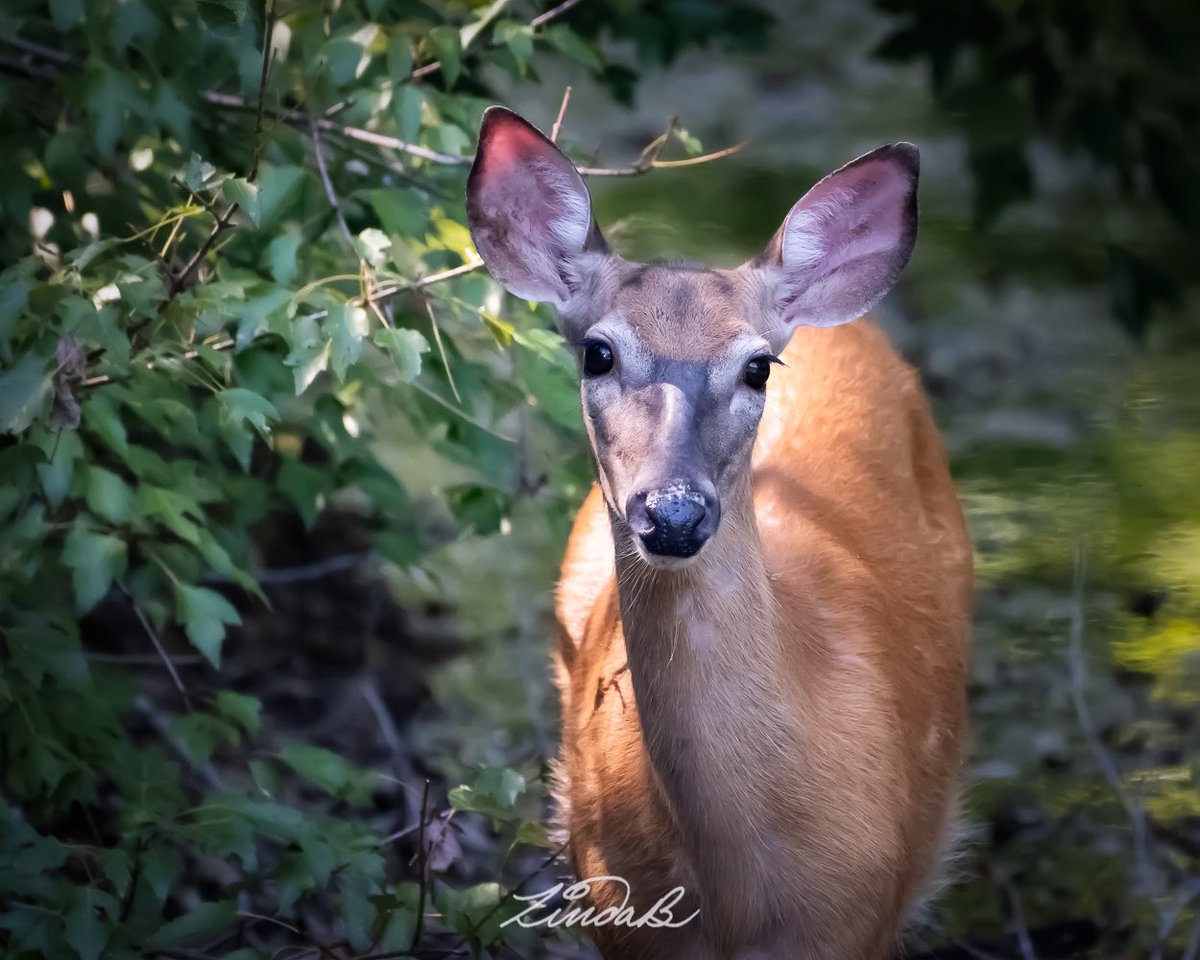 LSBofEBB's tweet photo. #WonderousWednesday
I had seen a mama deer in this area on a couple of bike rides. Later, I came upon this young deer & I think it might belong to the mama I previously saw. What a sweet face 😊
#godscreatures #deer #wildlife #sosweet #nature #BeautyInEveryBit #photographer https://t.co/ghRsR8Eqlm