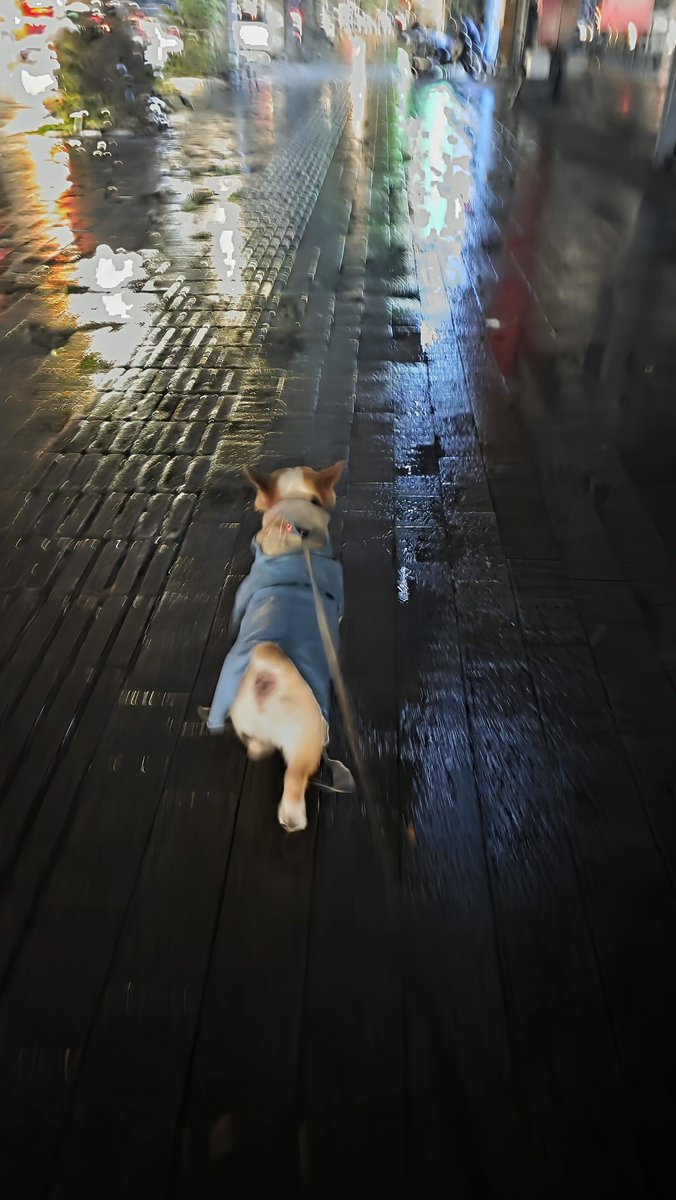PurinAnn's tweet photo. My good boy fight with rain ☔️🐕 https://t.co/lsU8LXWEHW