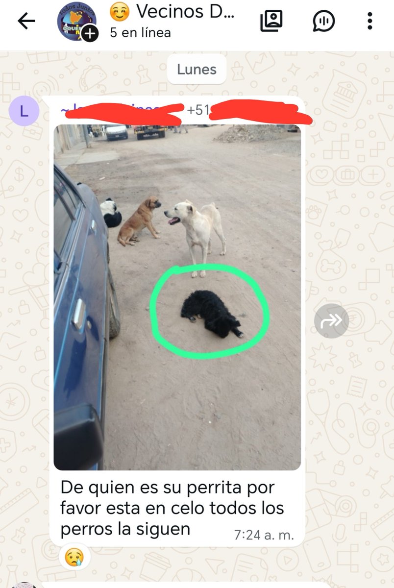 _arlettesalazar's tweet photo. PERRITA EN CELO‼️🚨
La reportaron vecinos el LUNES 27, huyendo de jaurías más de una semana😭 ya la pisaron va parir en las calles si alguien no hace algo
Voy a capturarla para esterilizar, ayuda🙏🏼
Antipulgas s/60
Esterilizacion s/80
❤️‍🩹Yape /plin 934962128 Jaquelyn https://t.co/VNHGdV4ddE