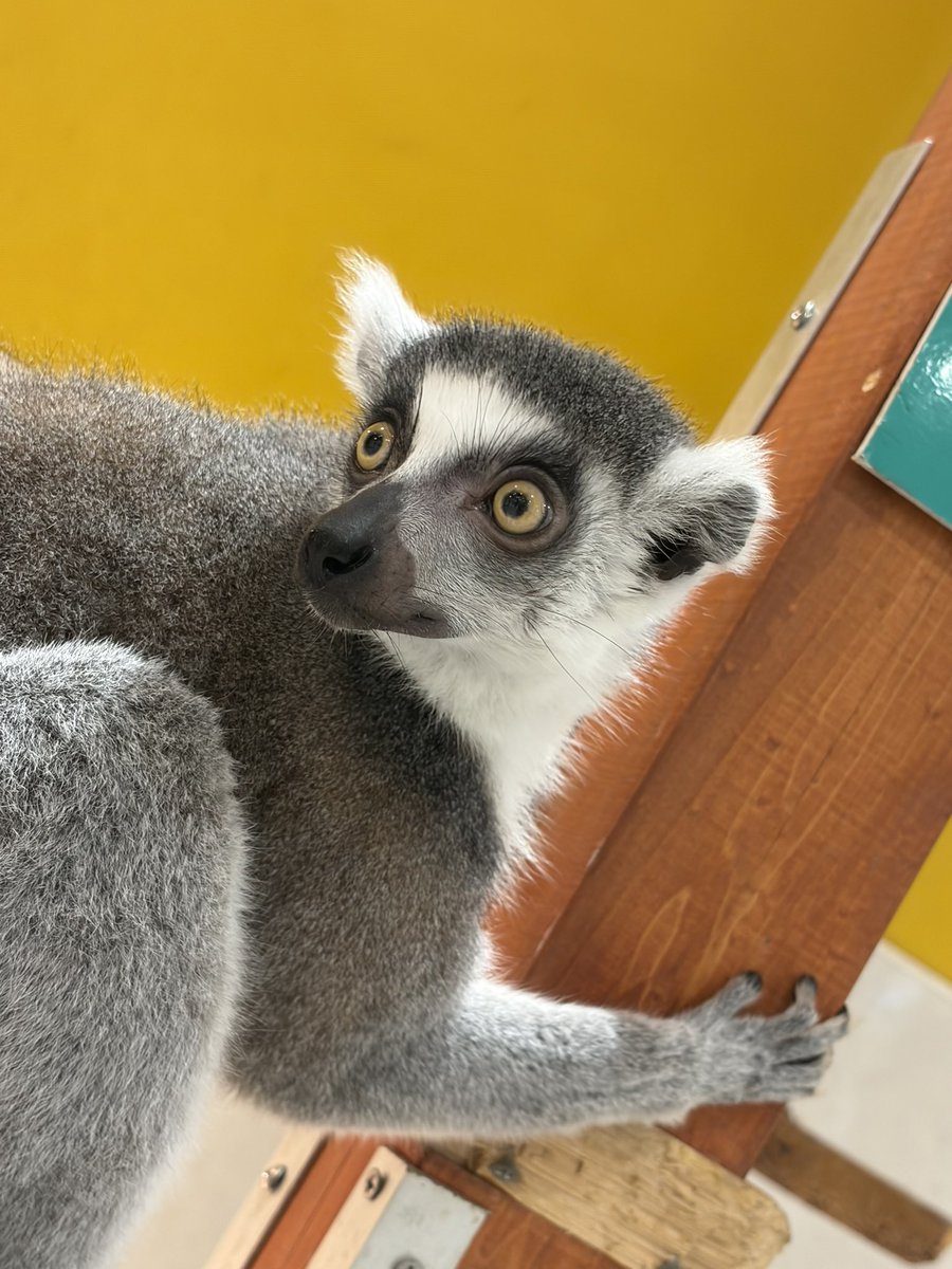 Meran8426's tweet photo. 最近の動物日記

ある日はフクロウカフェで触れ合ったり
別日はワオキツネザル触ったり
家のレオパのルーちゃんの愛くるしい姿だったり
カエル捕まえたり

最近の休日は楽しいですね
たまりません🤩 https://t.co/IuKEgYHXaV