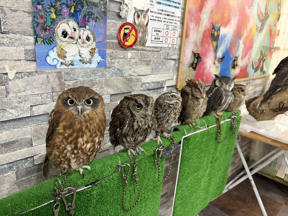 Meran8426's tweet photo. 最近の動物日記

ある日はフクロウカフェで触れ合ったり
別日はワオキツネザル触ったり
家のレオパのルーちゃんの愛くるしい姿だったり
カエル捕まえたり

最近の休日は楽しいですね
たまりません🤩 https://t.co/IuKEgYHXaV