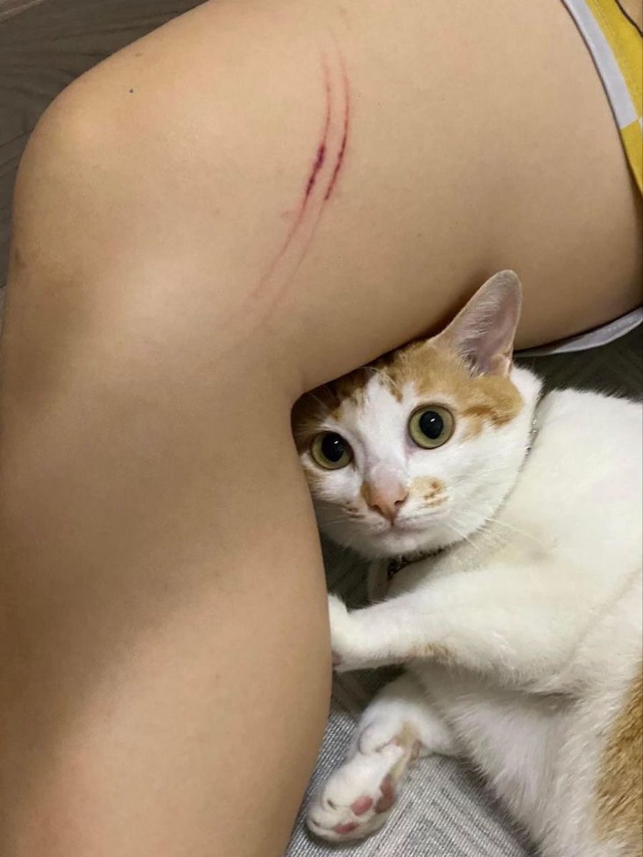 NoCatsNoLife_m's tweet photo. The tattoo artist and his work. https://t.co/pboD3NHrgs